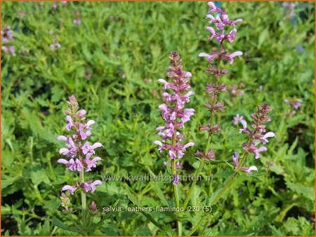 Salvia &#39;Feathers Flamingo&#39;