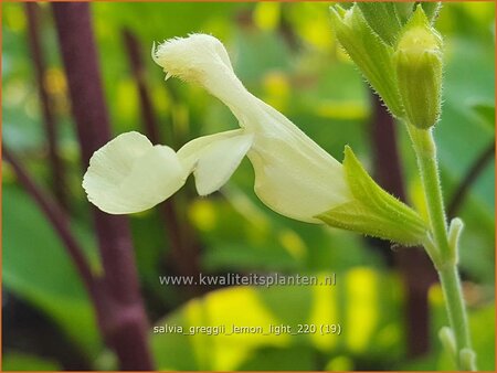 Salvia greggii &#39;Lemon Light&#39;