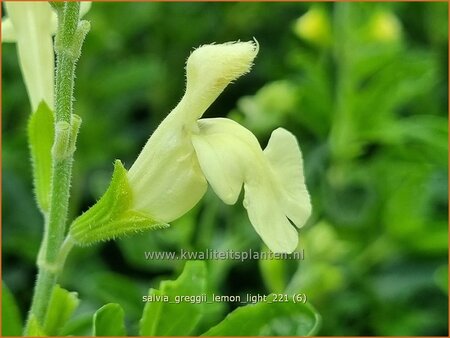 Salvia greggii &#39;Lemon Light&#39;