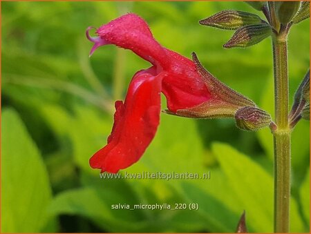 Salvia microphylla