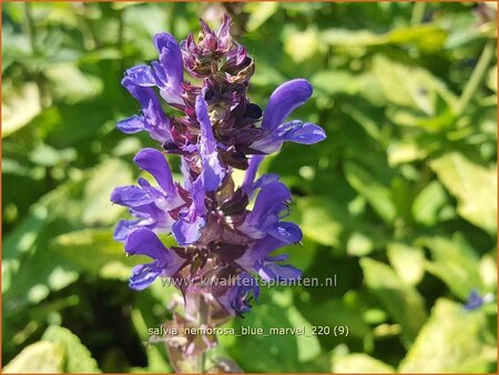 Salvia nemorosa &#39;Blue Marvel&#39;