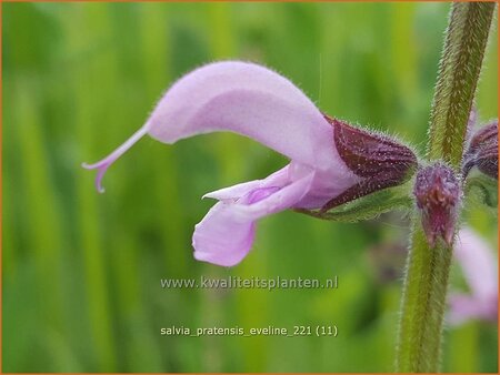 Salvia pratensis &#39;Eveline&#39;