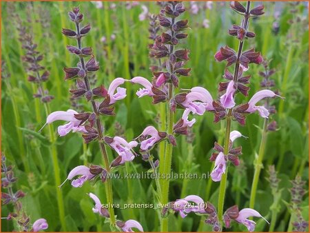 Salvia pratensis &#39;Eveline&#39;