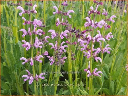 Salvia pratensis &#39;Eveline&#39;