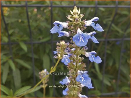 Salvia uliginosa