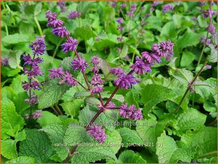 Salvia verticillata &#39;Smouldering Torches&#39;