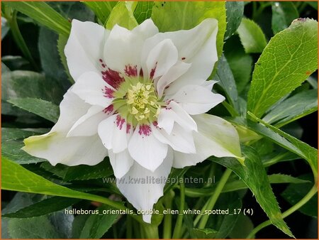 Helleborus orientalis &#39;Double Ellen White Spotted&#39;