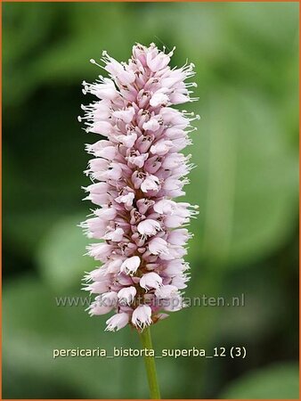 Persicaria bistorta &#39;Superba&#39;