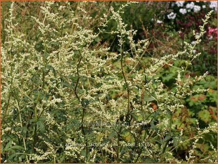 Artemisia lactiflora &#39;Jim Russell&#39;