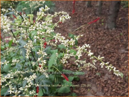 Artemisia lactiflora &#39;Jim Russell&#39;