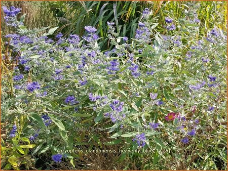 Caryopteris clandonensis &#39;Heavenly Blue&#39;