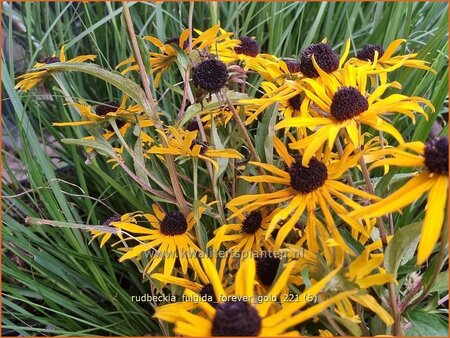 Rudbeckia fulgida &#39;Forever Gold&#39;