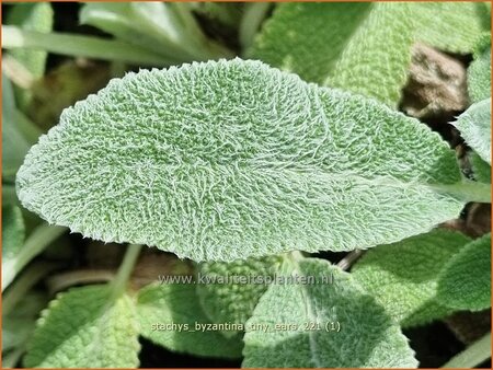 Stachys byzantina &#39;Tiny Ears&#39;