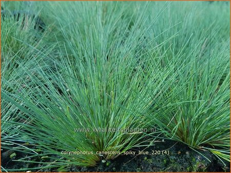 Corynephorus canescens &#39;Spiky Blue&#39;