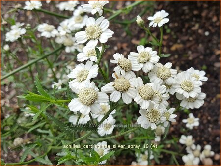 Achillea cartilaginea &#39;Silver Spray&#39;