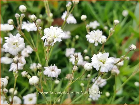 Gypsophila paniculata &#39;Festival White Flare&#39; (pot 11 cm)