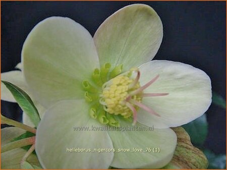 Helleborus nigercors &#39;Snow Love&#39; (pot 11 cm)
