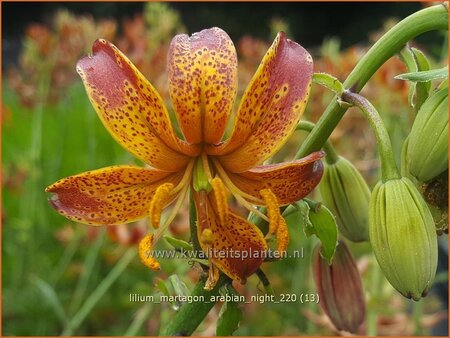 Lilium martagon &#39;Arabian Night&#39; (pot 11 cm)