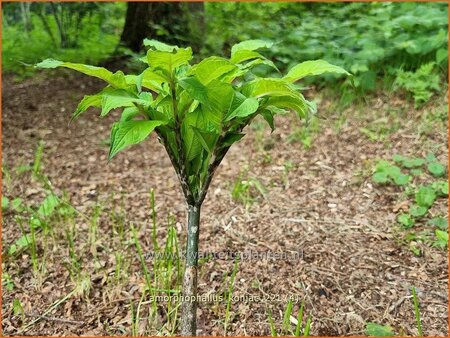 Amorphophallus konjac (pot 11 cm)