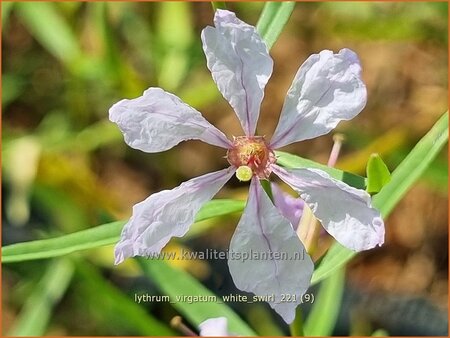 Lythrum virgatum &#39;White Swirl&#39;