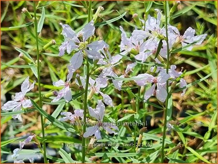 Lythrum virgatum &#39;White Swirl&#39;