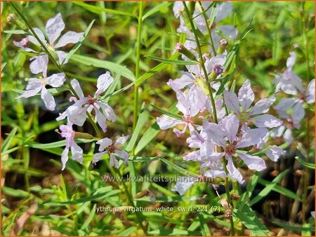 Lythrum virgatum &#39;White Swirl&#39;