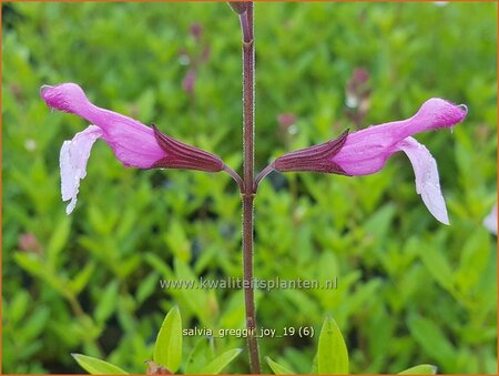 Salvia greggii &#39;Joy&#39;