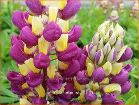 Lupinus &#39;Manhattan Lights&#39; (pot 11 cm)