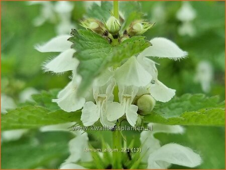 Lamium album