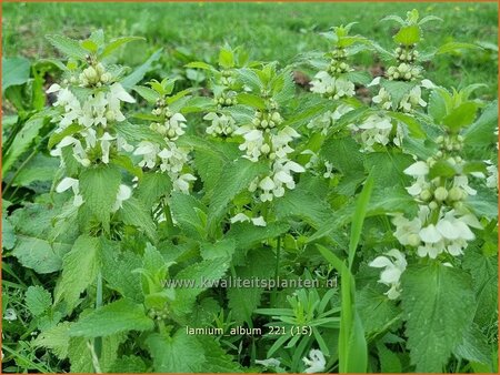 Lamium album