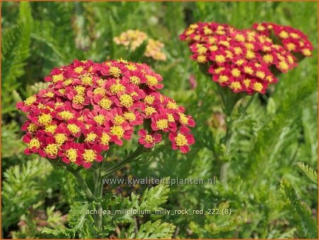 Achillea millefolium &#39;Milly Rock Red&#39;