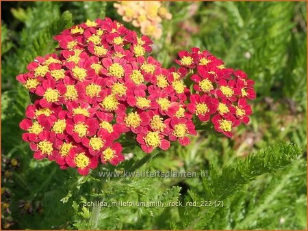 Achillea millefolium &#39;Milly Rock Red&#39;