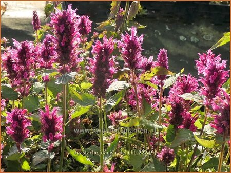 Agastache &#39;Danish Delight&#39;