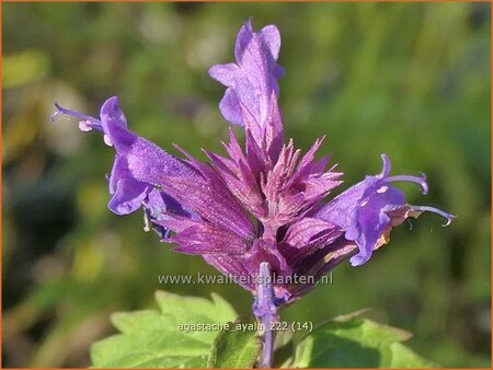 Agastache &#39;Ayala&#39;