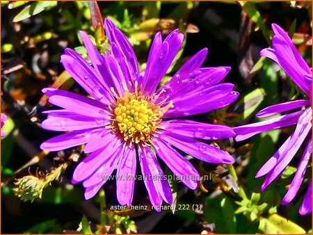 Aster &#39;Heinz Richard&#39;