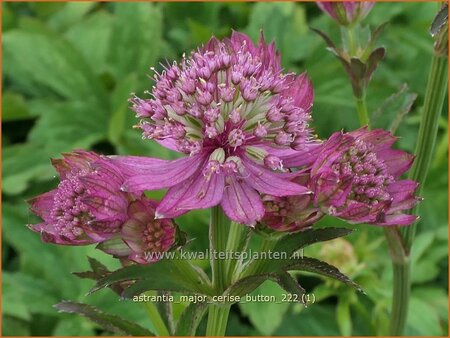 Astrantia major &#39;Cerise Button&#39;