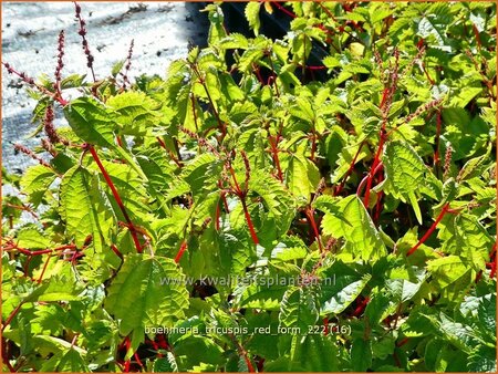 Boehmeria tricuspis &#39;Red Form&#39;