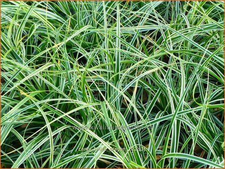 Carex &#39;White Dragon&#39;