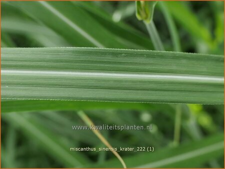 Miscanthus sinensis &#39;Krater&#39; (pot 11 cm)