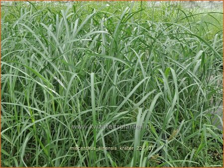 Miscanthus sinensis &#39;Krater&#39; (pot 11 cm)