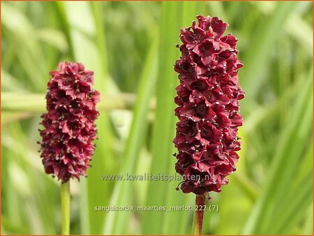 Sanguisorba &#39;Maartje&#39;s Merlot&#39;