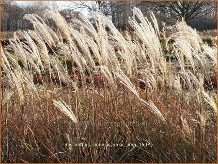 Miscanthus sinensis &#39;Yaku Jima&#39; (pot 11 cm)