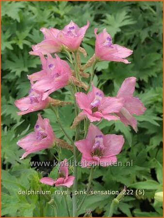 Delphinium ruysii &#39;Pink Sensation&#39; (pot 11 cm)