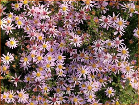 Aster ericoides &#39;Pink Cloud&#39;