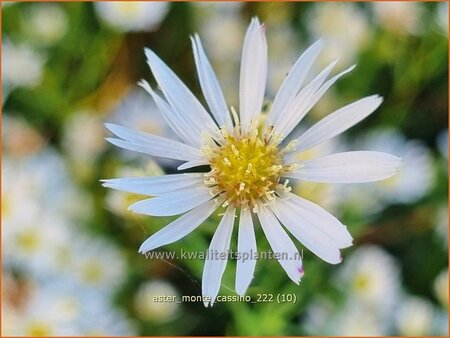 Aster &#39;Monte Cassino&#39;