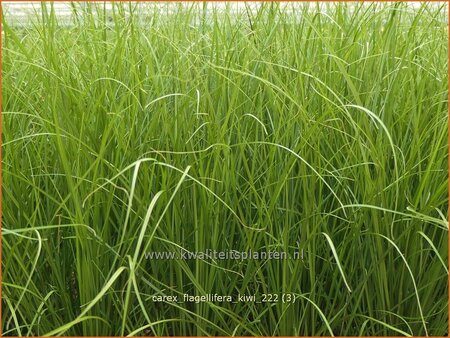 Carex flagellifera &#39;Kiwi&#39;