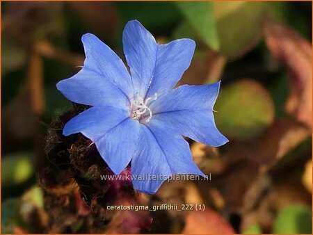 Ceratostigma griffithii