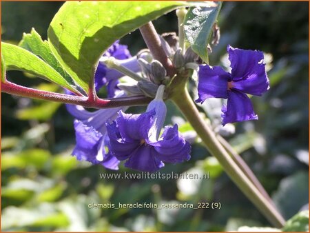 Clematis heracleifolia &#39;Cassandra&#39;