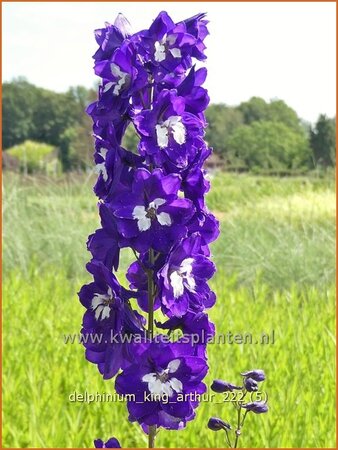 Delphinium &#39;King Arthur&#39;