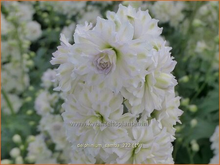 Delphinium &#39;Samba&#39; (pot 11 cm)